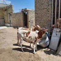 کوسالة سالم  عد ۲  درجة  یک