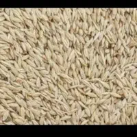 جو فروشی درجه یک