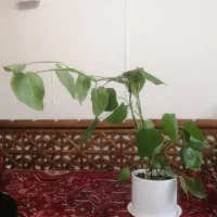 گل طبیعی
