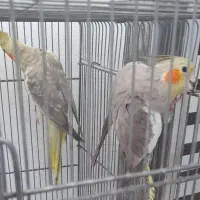 عروس هلندی جفت