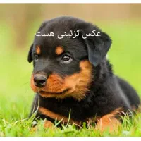 توله سگ پیدا شده