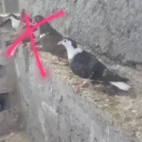 کفتر