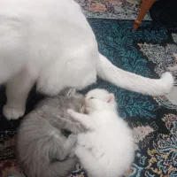گربه|گربه|گرگان, |دیوار
