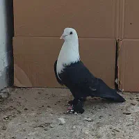 کبوتر ۵ عدد نر زیبا و یک عدد ماده