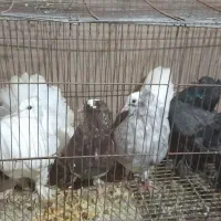 کبوتر چتری عروس