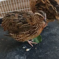 ۲ عدد بلدرچین نر بالغ