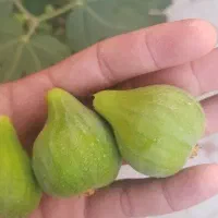 پیوند درخت