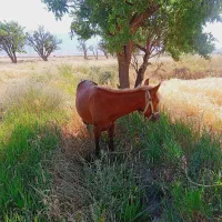 کره اسب چهارده  ماهه یکسال و دو ماه