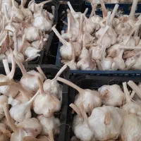 سیر|خوردنی و آشامیدنی|الشتر, |دیوار