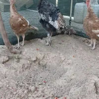 بوقلمون