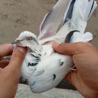 کفتر ماده