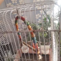 قفس|لوازم جانبی حیوانات|نیشابور, بنیاد شهید|دیوار