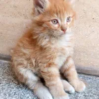 تعدادی گربه ، DSH و DLH