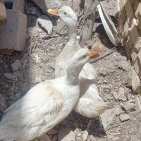پرنده دوعدد اردک نر و ماده تخم هم میزاره