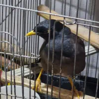 مرغ مینا سخنگو