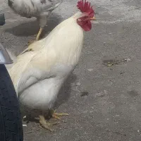 خروس گلین اصل جوان