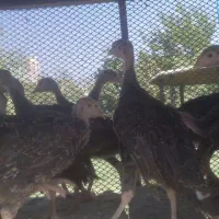 نیمچه مرغ و خروس بوقلمون