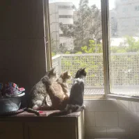 واگذاری سه تا گربه نر