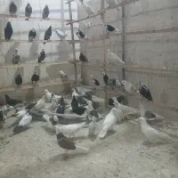 کفتر