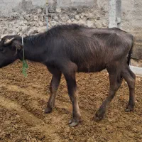 گوساله گاومیش