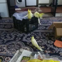عروس هلندی نر وماده جوان