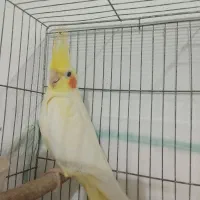 عروس هلندی ماده بالغ