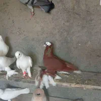 قرمزآغ گوروخ