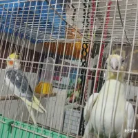 عروس پاریس جفت درحال لونه گرم کردن
