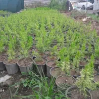 لاوسون سطل 4 کامیس زبر فشرده سطل 4