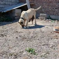 ماده سراب