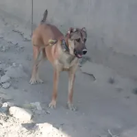 سگ گله|سگ|چناران, |دیوار