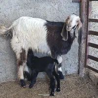 3بز، شکم اول با کهره نر ماده از نژاد شیری دوقلو زا