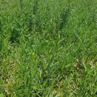 سبزی|خوردنی و آشامیدنی|سنندج, |دیوار