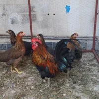 مرغ و خروس قفس