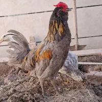 مرغ و خروس زینتی