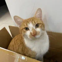 واگذاری گربه نر ۷ ماهه