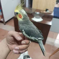 طوطی عروس