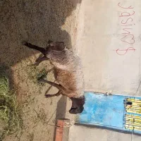 شیشک