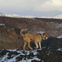 سگ سراب خراسانی