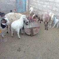 میش وبز