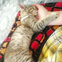 گربه خانگی واگذار میشود