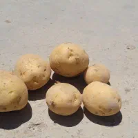 سیب زمینی کلمبا