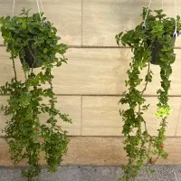 گل یخ بزرگ وآیز