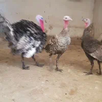 بوقلمون