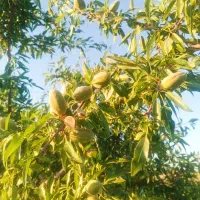 فروش-باغ-محصور-با-فنس-500متری-سیاسرد