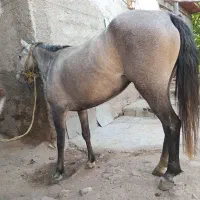 مادیان 3 ساله