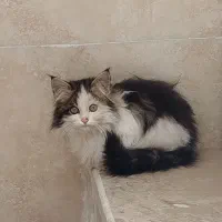 گربه خانگی|گربه|یزد, |دیوار