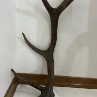 شاخ گوزن اصل قدیمی