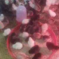 جوجه 6روزه محلی
