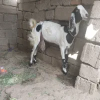 بز س